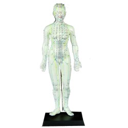 Weibliches Modell Kit + Poster Mann EN4