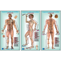 Kit modello femminile + poster uomo EN4