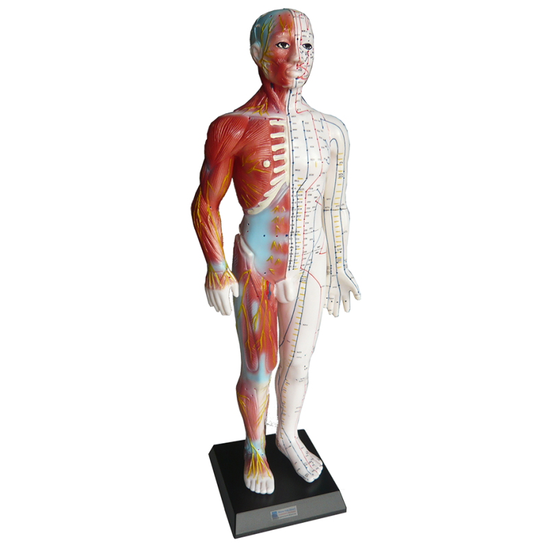 Modell Mann der Akupunktur 62 cm - Englisch