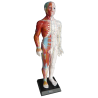 Modell Mann der Akupunktur 62 cm - Englisch