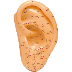 Kit de 7 modelos - Mujer