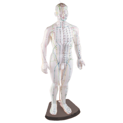 Kit modello da uomo + Poster MAN EN4