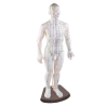 49 cm acupuncture man model - French
