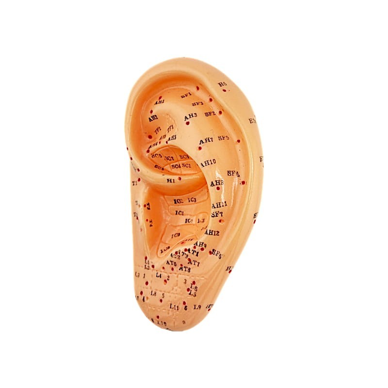13 cm oído - modelo anatómico