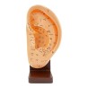 22 cm ear - Anatomical model