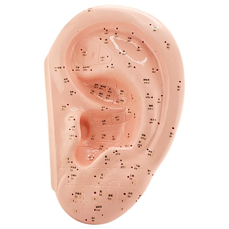 Orecchio da 40 cm - Modello anatomico
