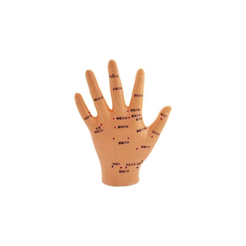 Hand - Anatomical Model