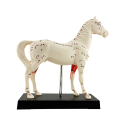 Cheval - Modèle d'acupuncture