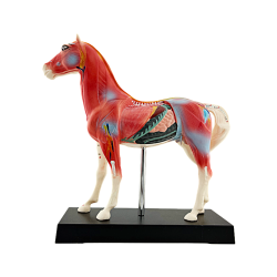 Caballo - Modelo de acupuntura