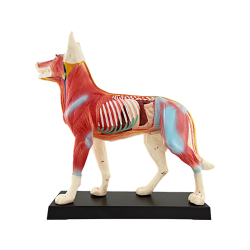 Chien - Modèle d'acupuncture