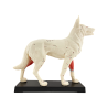 Chien - Modèle d'acupuncture