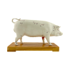 Pig - Acupuncture Model