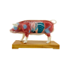 Pig - Acupuncture Model