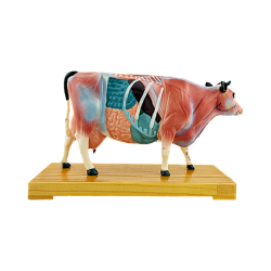 Cow - Acupuncture Model
