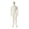 50 cm acupuncture man model - English