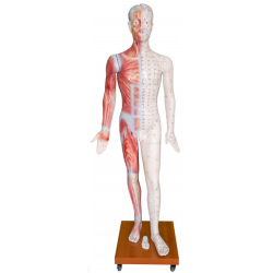 Modello uomo di agopuntura da 178 cm - inglese