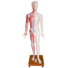 Modello uomo di agopuntura da 178 cm - inglese