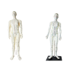 Female and Man Acupuncture Model - English