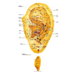 Ohranzeige in Auriculotherapie