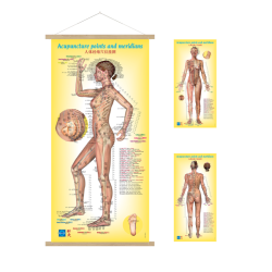 Carteles educativos femeninos - Versión en inglés / chino