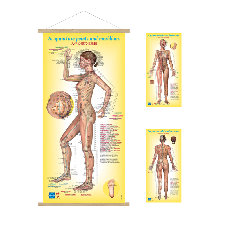 Weibliche pädagogische Poster - Englisch / Chinesische Version