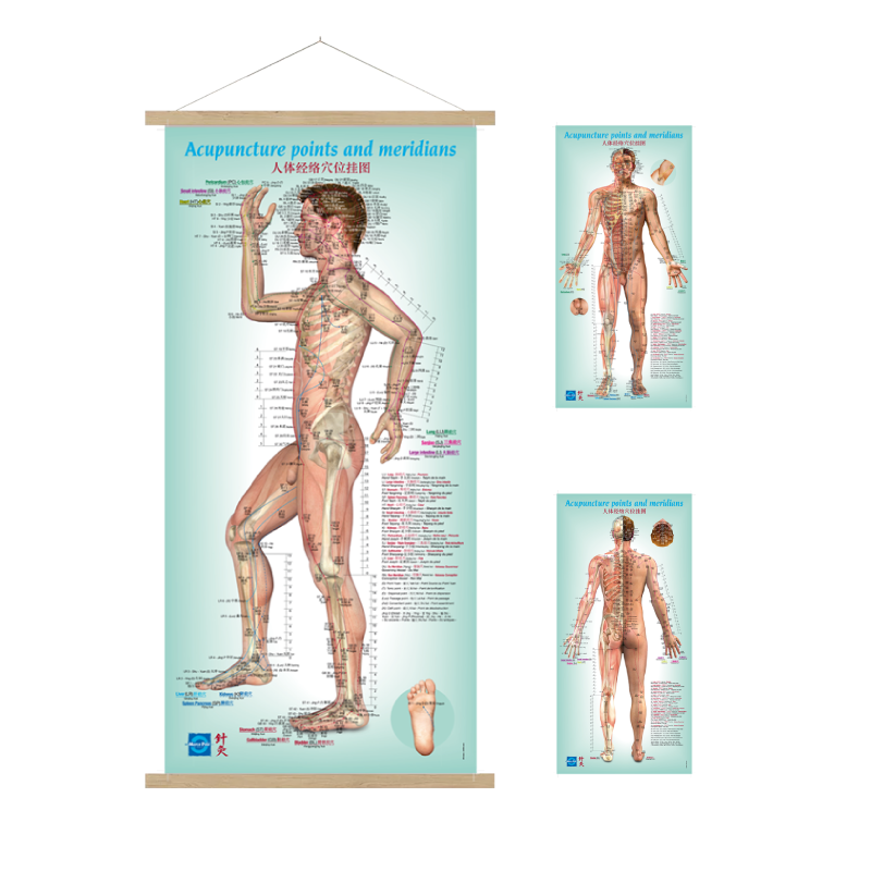 Pósters pedagógicos para hombres - Inglés / Versión China