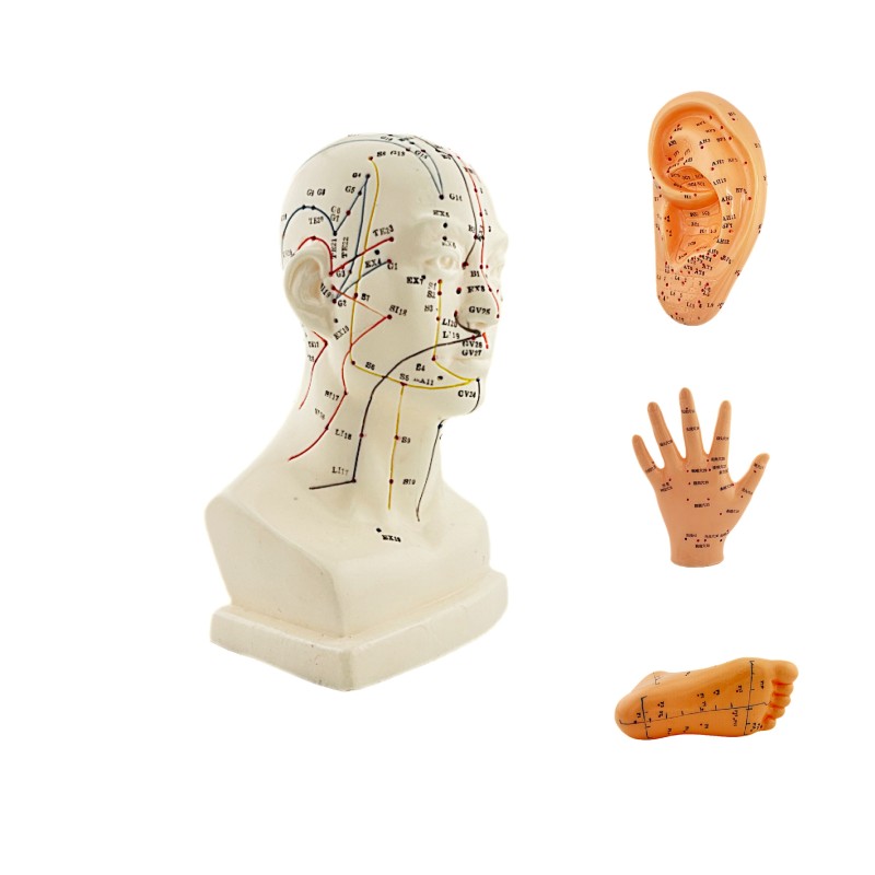 Wesentliche Packung 4 anatomische Modelle