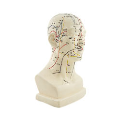 Essential Pack 4 Anatomical Models