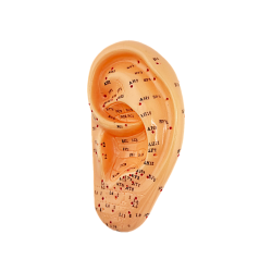 Essential Pack 4 Anatomical Models