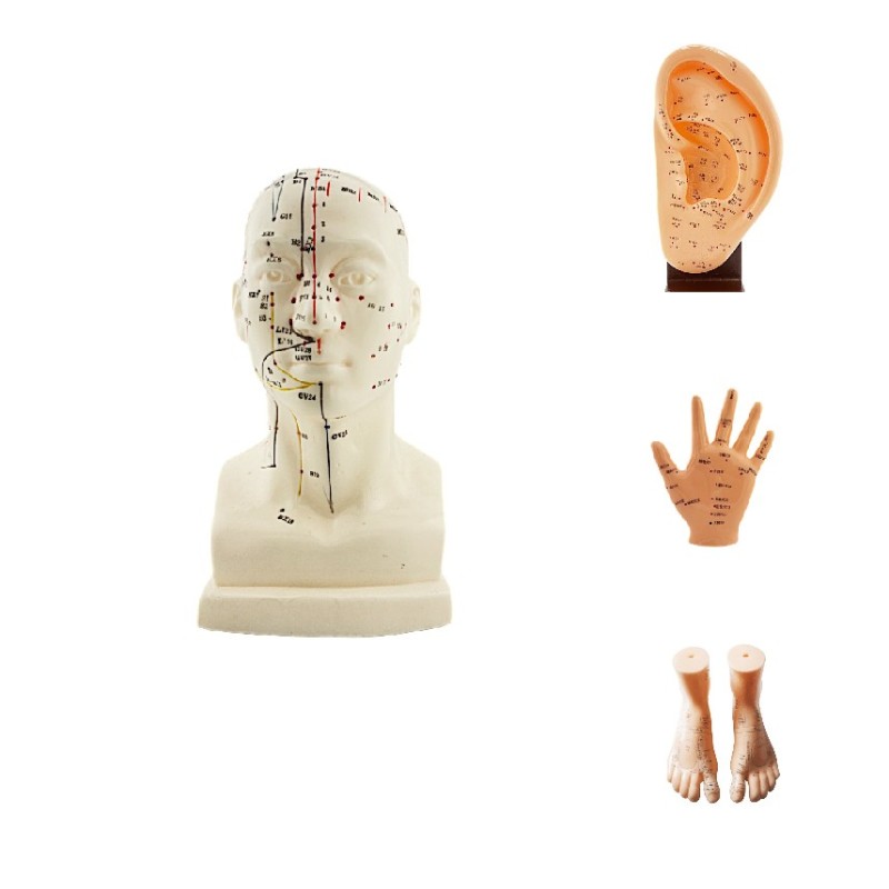 Modelli anatomici di esperti pacchetto 4