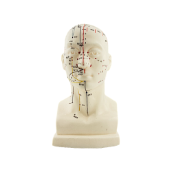 Expertenpaket 4 anatomische Modelle