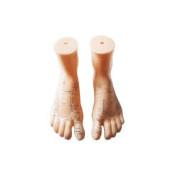 Expertenpaket 4 anatomische Modelle