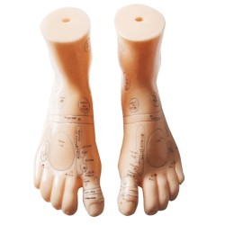 Paire de pieds - Modèle anatomique