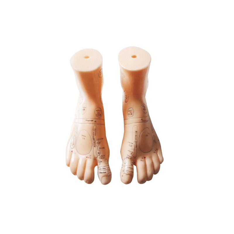 Paio di piedi - Modello anatomico