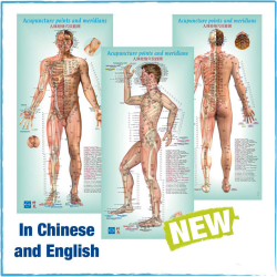 6 mujeres + hombre placas en / cn