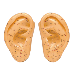 Pair of Ears - Anatomical Model