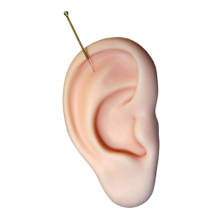 Oreille pédagogique en silicone
