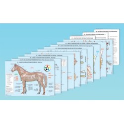 12 Planches horse - Dr. Vet. Molinier