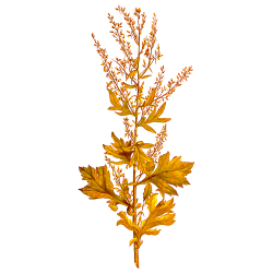 Golden MOXA-2 as a gift for order 150 €